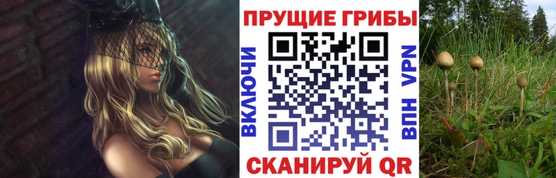Псилоцибиновые грибы Psilocybine cubensis Теберда